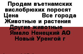 Продам въетнамских вислобрюхих поросят › Цена ­ 2 500 - Все города Животные и растения » Другие животные   . Ямало-Ненецкий АО,Новый Уренгой г.